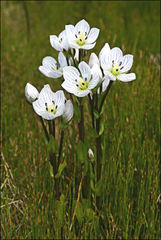 Gentianella muelleriana