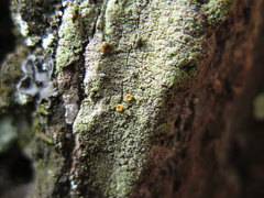 Lacrima aphanotripta