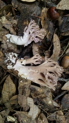 Ramaria violaceibrunnea