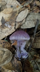 Thaxterogaster occidentalis