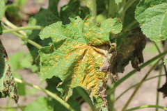 Puccinia malvacearum