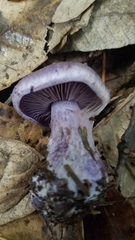 Thaxterogaster occidentalis