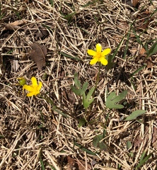 Ranunculus fascicularis