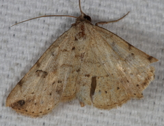 Hemeroplanis floccalis