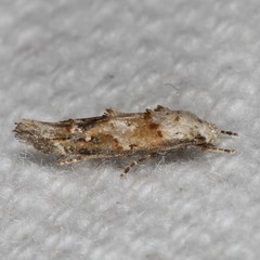 Mompha rufocristatella