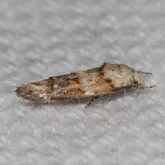 Mompha rufocristatella