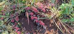 Euphorbia indivisa