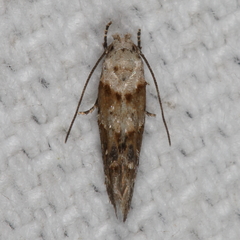 Mompha rufocristatella