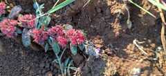 Euphorbia indivisa