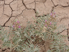 Astragalus flavus argillosus