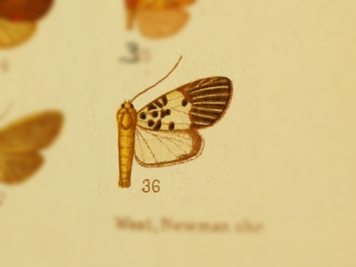Miltochrista parameia