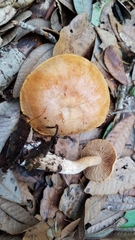 Cortinarius rubiginosus