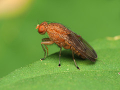 Suillia quinquepunctata