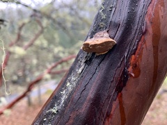 Phellinus arctostaphyli
