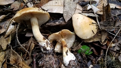 Cortinarius talus