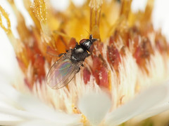 Paramyia