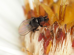 Paramyia