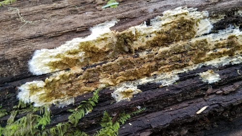 Representative image of Coniophora olivacea