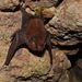 Sheath-tailed and Slit-faced Bats - Photo (c) Diego Zavala, some rights reserved (CC BY-NC), uploaded by Diego Zavala