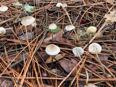 Mycena clavicularis