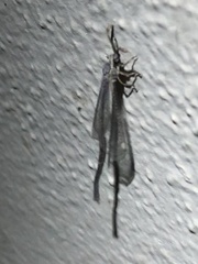 Clathroneuria coquilletti