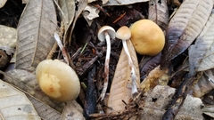 Hypholoma marginatum