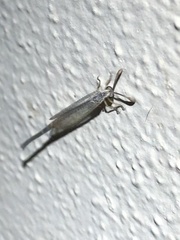 Clathroneuria coquilletti