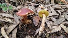 Boletus amyloideus
