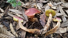 Boletus amyloideus