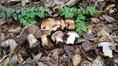 Glaucopodes