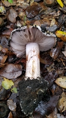 Cortinarius intricatus