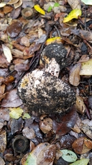 Cortinarius intricatus