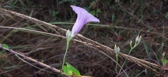 Ipomoea trifida