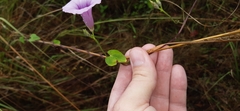 Ipomoea trifida