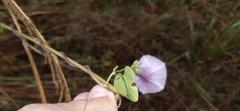 Ipomoea trifida