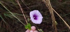 Ipomoea trifida