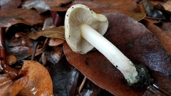Inocybe corydalina
