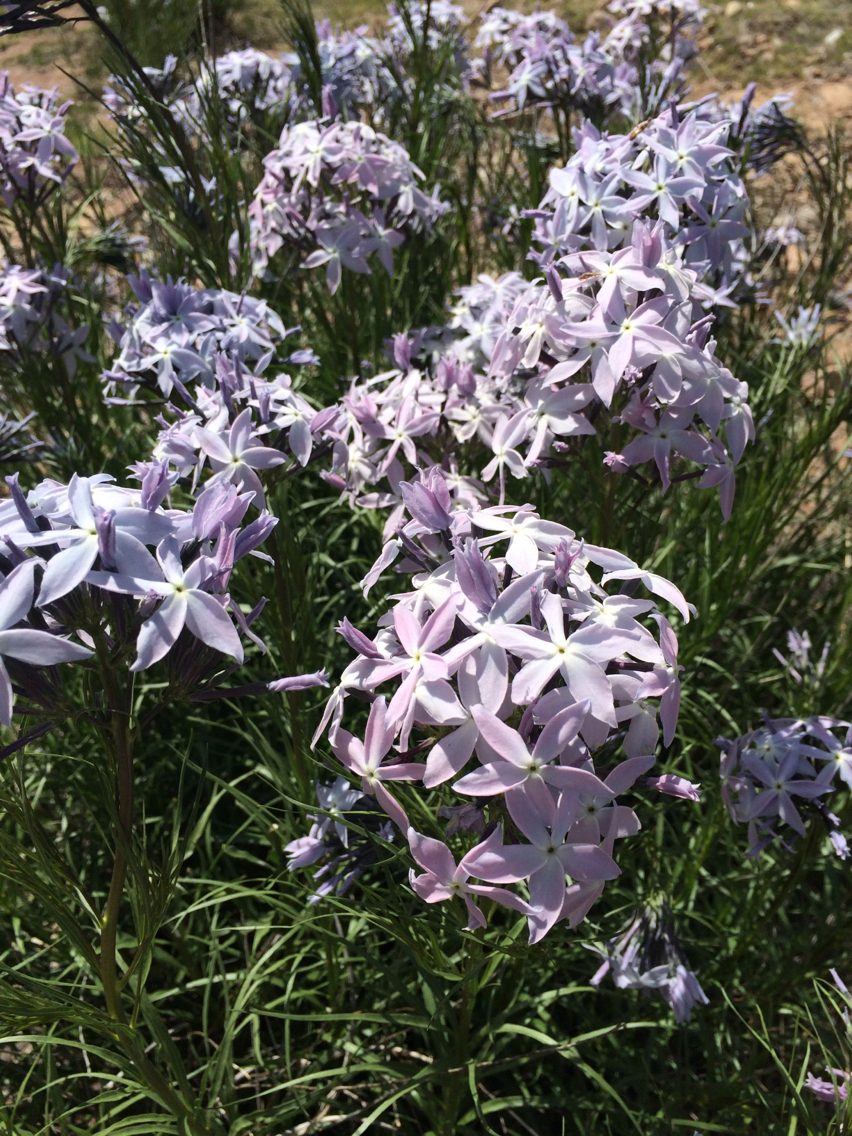Amsonia grandiflora