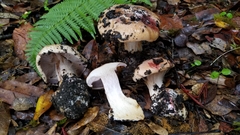 Cortinarius perplexus