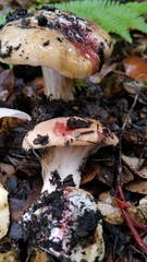 Cortinarius perplexus