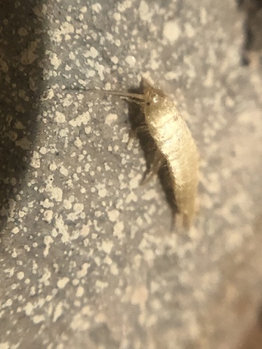 Mirolepisma deserticola photo 3