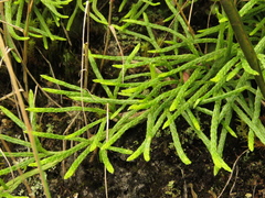 Diphasiastrum thyoides