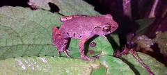 Leptobrachella parva