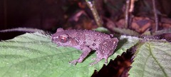 Leptobrachella parva