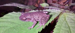 Leptobrachella parva