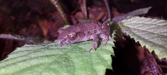 Leptobrachella parva