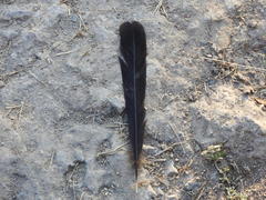Crotophaga sulcirostris