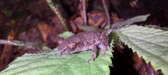 Leptobrachella parva