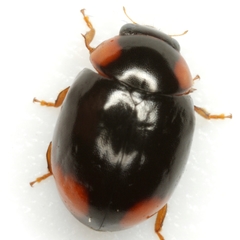 Brachiacantha quadrillum