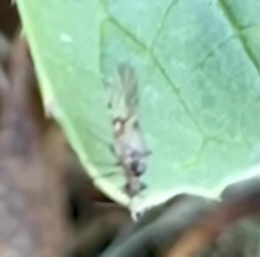 Teliapsocus